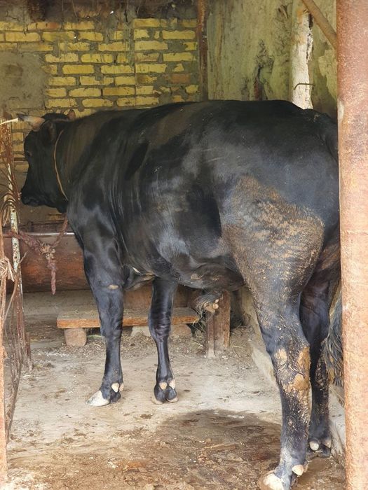 buqqa sotiladi narxi 31 mln so'm keishiladigan joyi bor