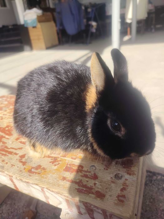 Chorni oter sames sotiladi