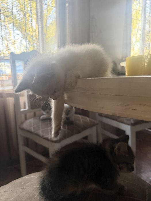 Котята милые умные 2 месяца