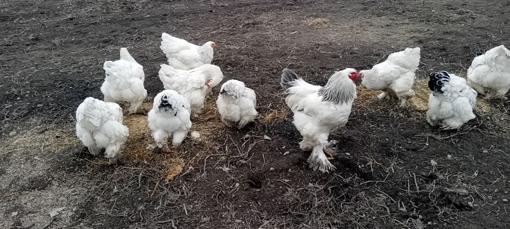 Oua de incubat rațe mute l/eșești și oua de găină  brahma