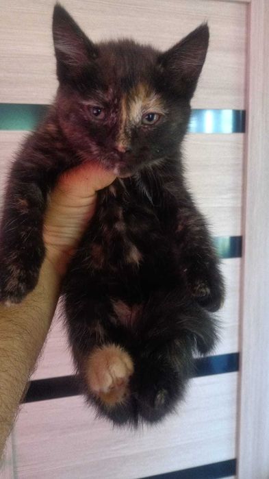 Отдам даром котят