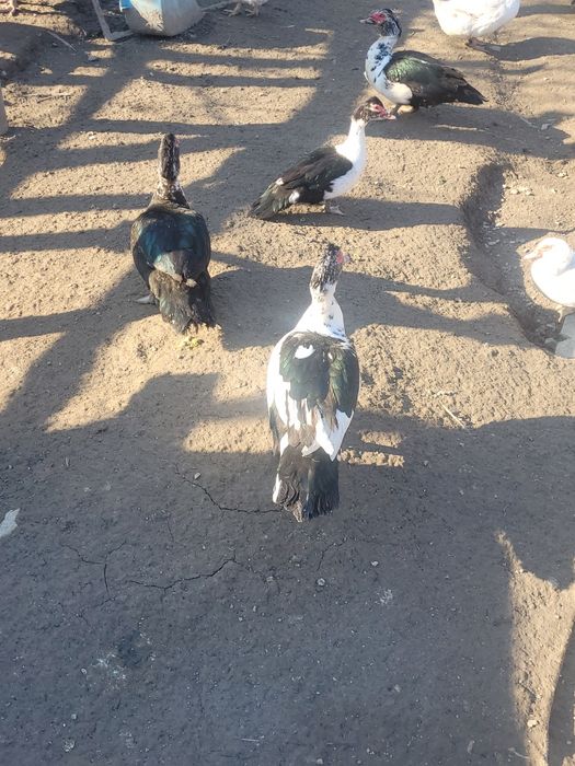 Vând păsări unele de rasa