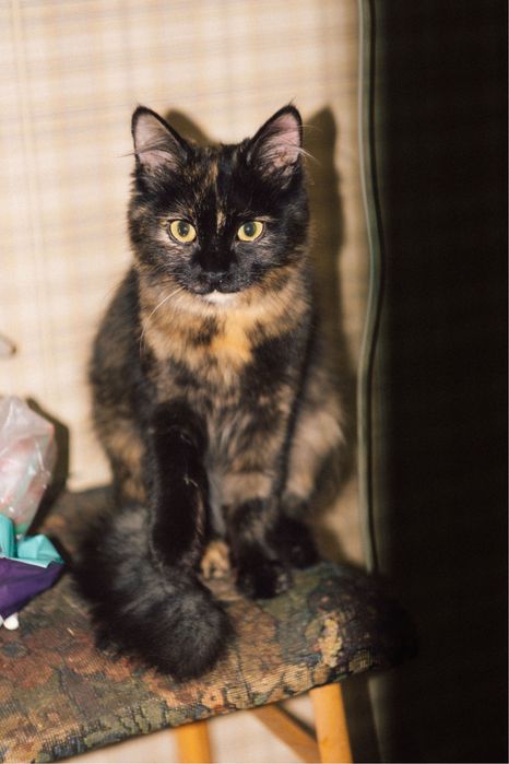 Котёнок-девочка, 5-6 месяцев