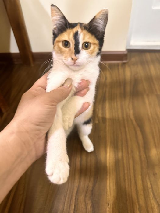 Отдам котят в хорошие руки