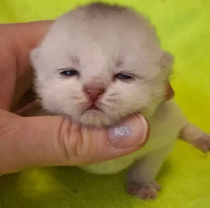 Шотландские котята