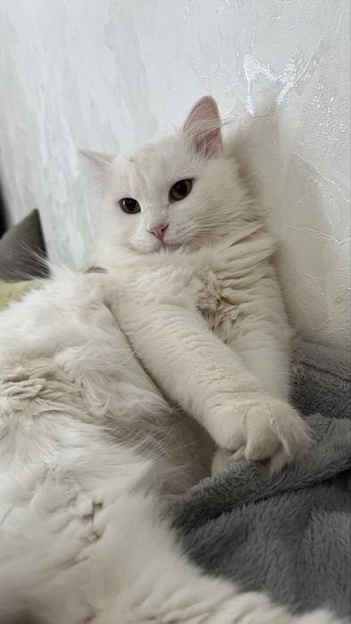 Отдам котика 1 год кастрирован турецкая ангора