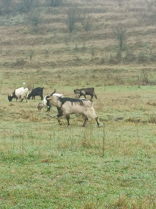 Vând ȚAP - Foarte Viril