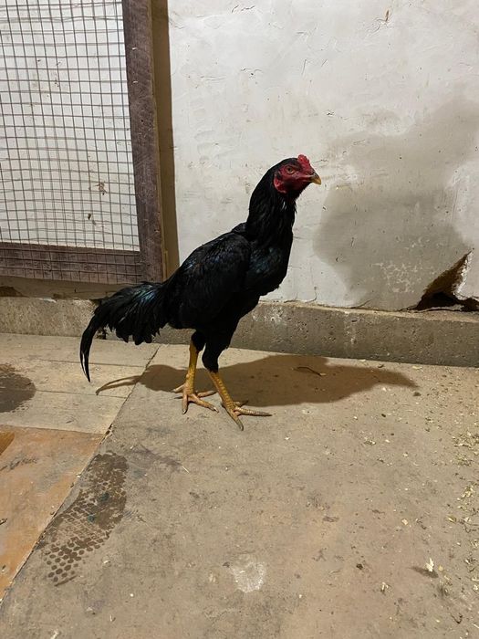 Дакан  кораз   есть