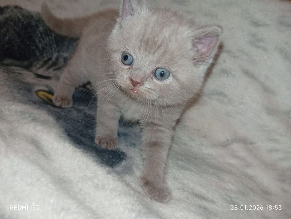 Британские малыши