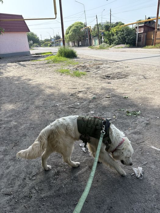 Продажа тактической шлейки.