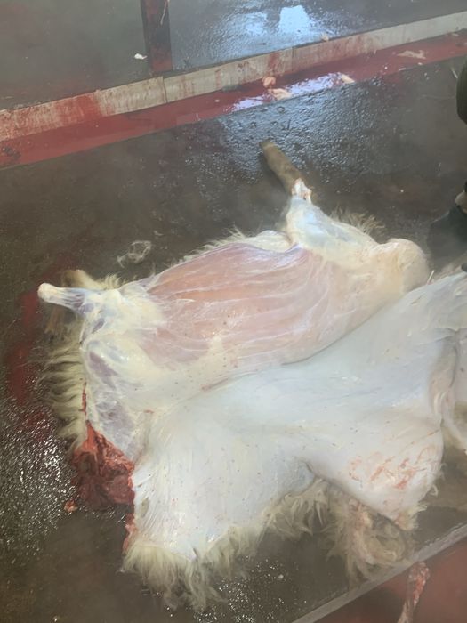 Қой-тоқты,Бараны и овцы