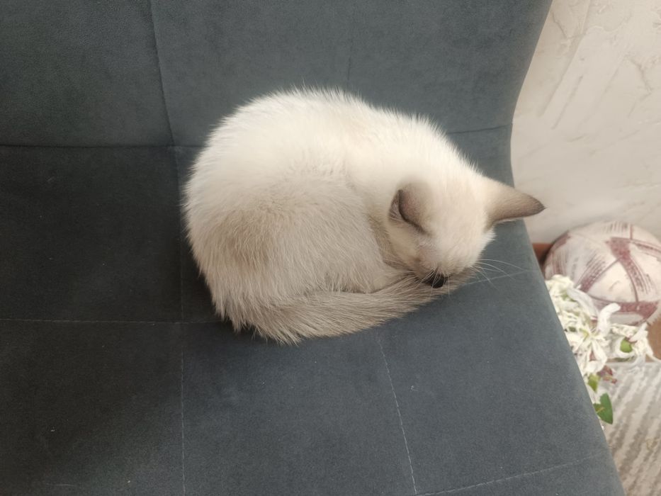 Кошки котики черный и белый