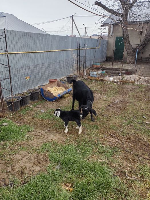 Коза с козленком первородка