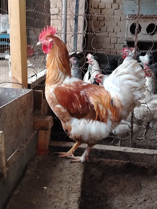 Петух қораз петух