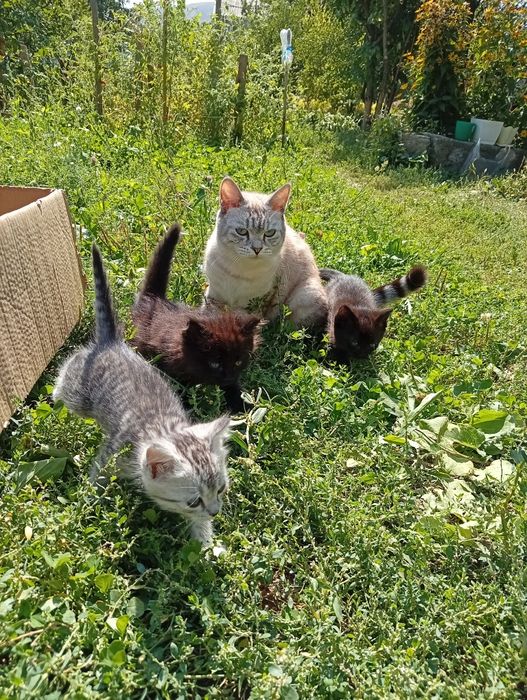 Котята в добрые руки отдадим