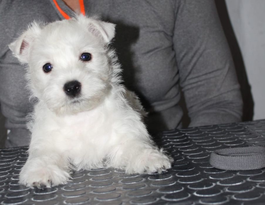 Вест Хайленд Вайт терьер