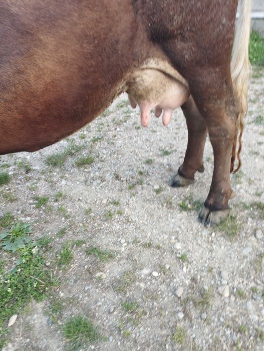 Vand vacă de patru ani cu lapte foarte blândă și gestantă în patru luni prețul este de 6600 lei negociabil