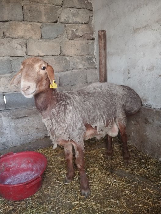 Арашан токты кошкар таза