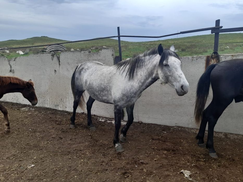 Продаются лошади