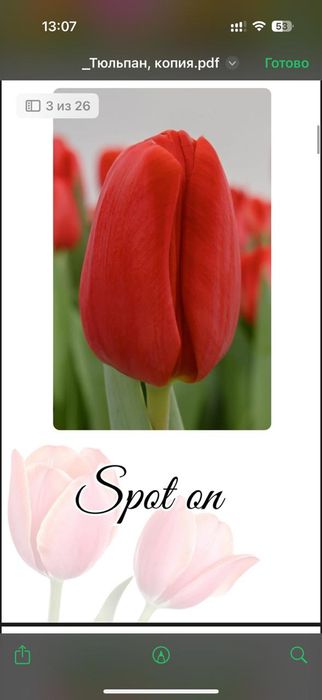 Оптом и розницу Голландские тюльпаны