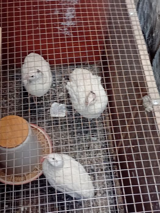 Бодене бөдене гигант