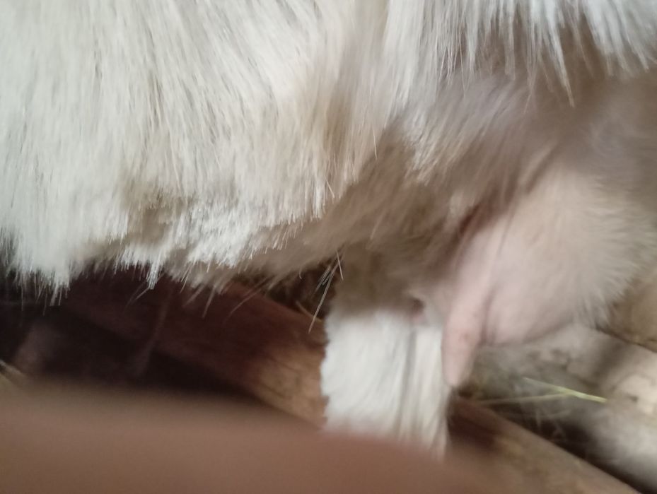 Эчки она бола согиладиган