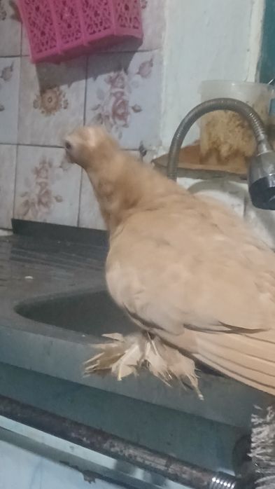 Продаются  пискуны