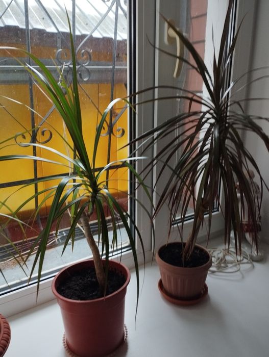 Комнатные цветы два вида