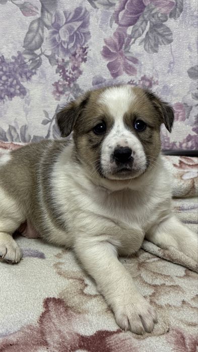 Очень серьезная и знающая эту жизнь девочка ищет дом.