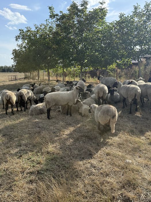 Oi montate rasa Suffolk cu vârsta de peste 7 ani ,cu greutate cuprinsa intre 60-80 kg in funcție de exemplar.