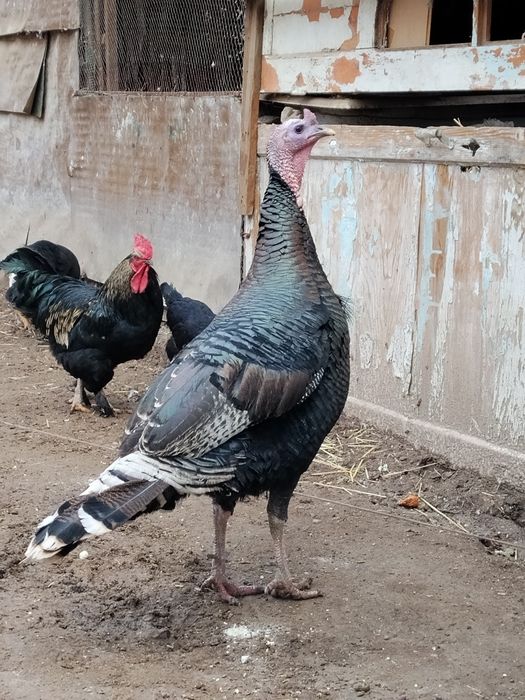 Kurka bor soĝlom 2+1