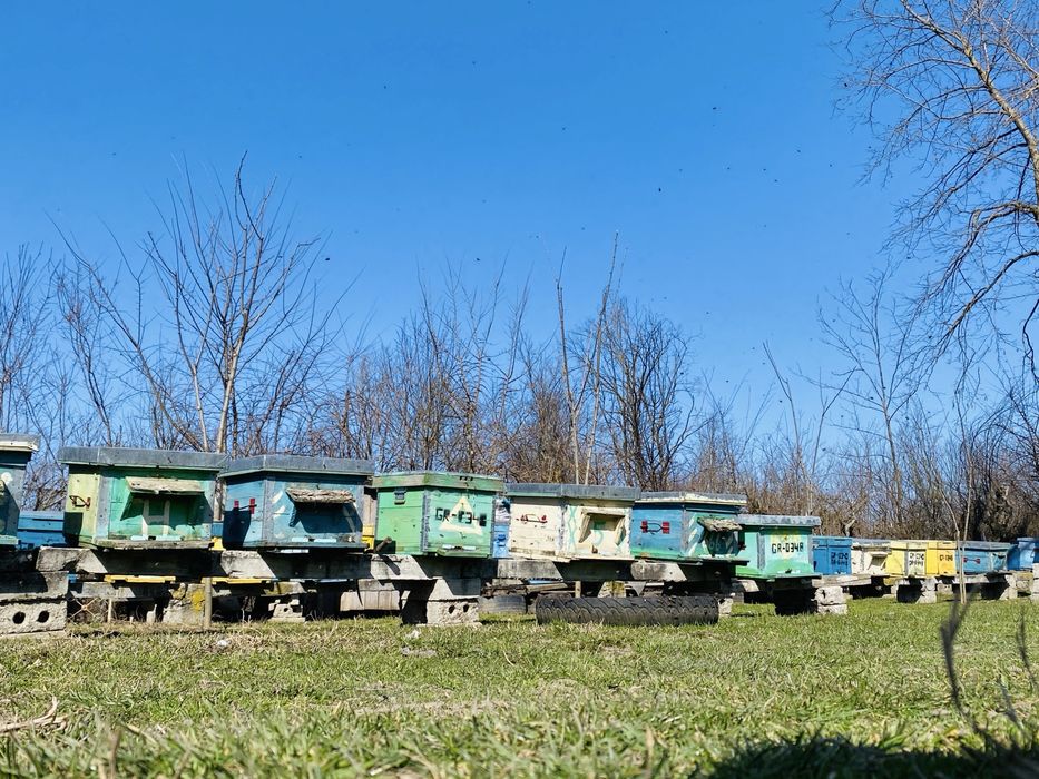 Vând familii de albine puternice – pregătite pentru sezon