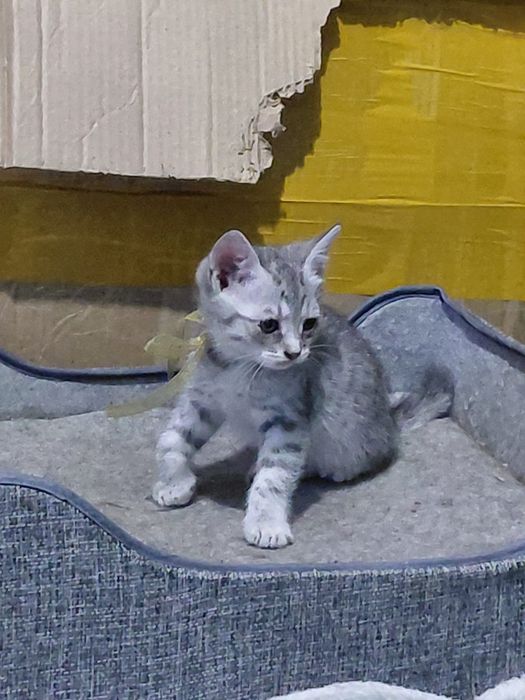 Отдам котят в добрые руки