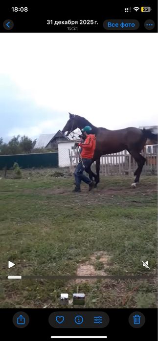 Полукровка құнан сатылады