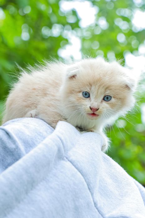 Scotish Fold sotiladi !