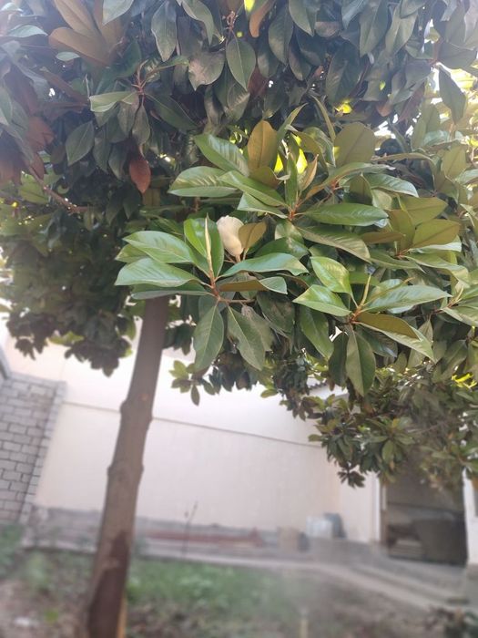 Magnolya daraxt sotiladi 12 yili