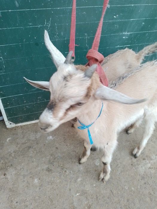 Продаю козлят альпийский парода 2 месяца