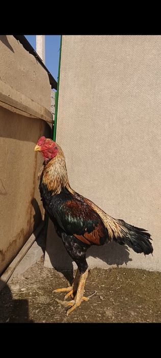 Китайц дакан ударник