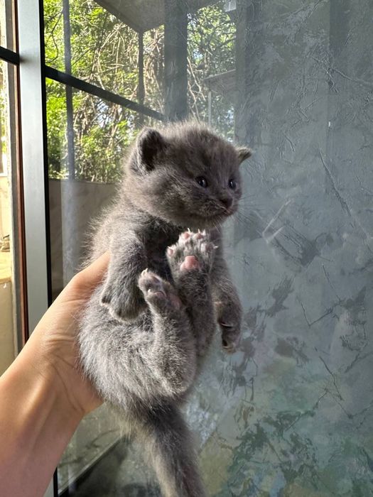Котята Британский фолд