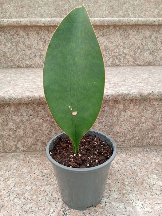 Сансевиерa Sansevieria Masoniana Whale Fin / Каланхое