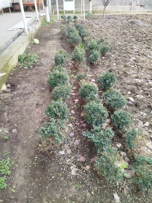 Shamshod. Kochat juda arzon narxda