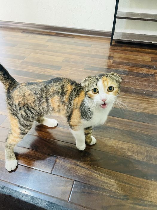 mushuk sotiladi juda yaxshi