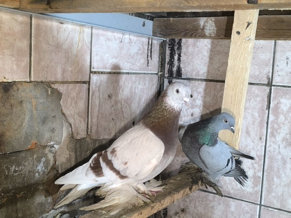Голуби пара продам
