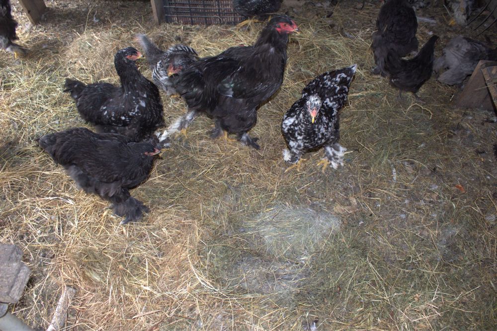 Vând păsări rasă pură Brahma Bobat