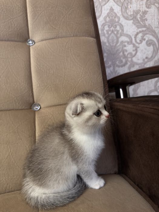 Срочно продается Скоттиш фолд девчока