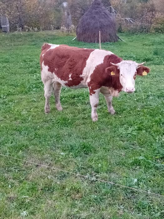 Junincă de vânzare