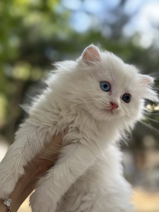 Skotish fold va Skotish strayt mushuklar sotiladi!!! Arzon narxda 50$