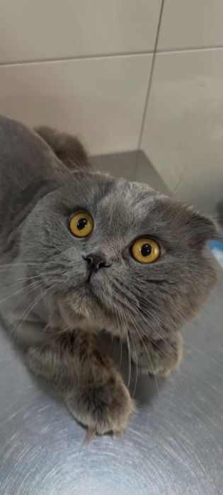 МЕГА Ласковый кот с принадлежностями!