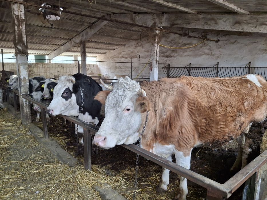 Vaca gestanta de vanzare