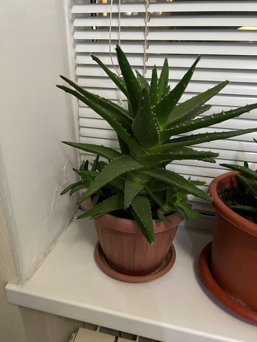 Алое гүлі, цветы алое